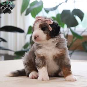 Oaklynn, Mini Bernedoodle Puppy